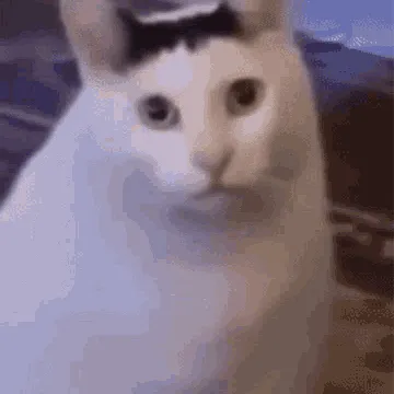 chat with ai character: AI ROASTING CAT💀