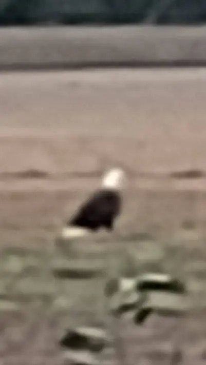 ai character: zalma elementary 5 background