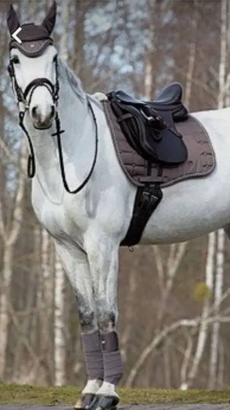 Talkie AI - Chat with HORSE LIFE RP