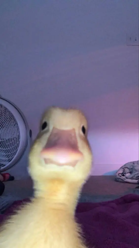 ai character: el pato ducky  background