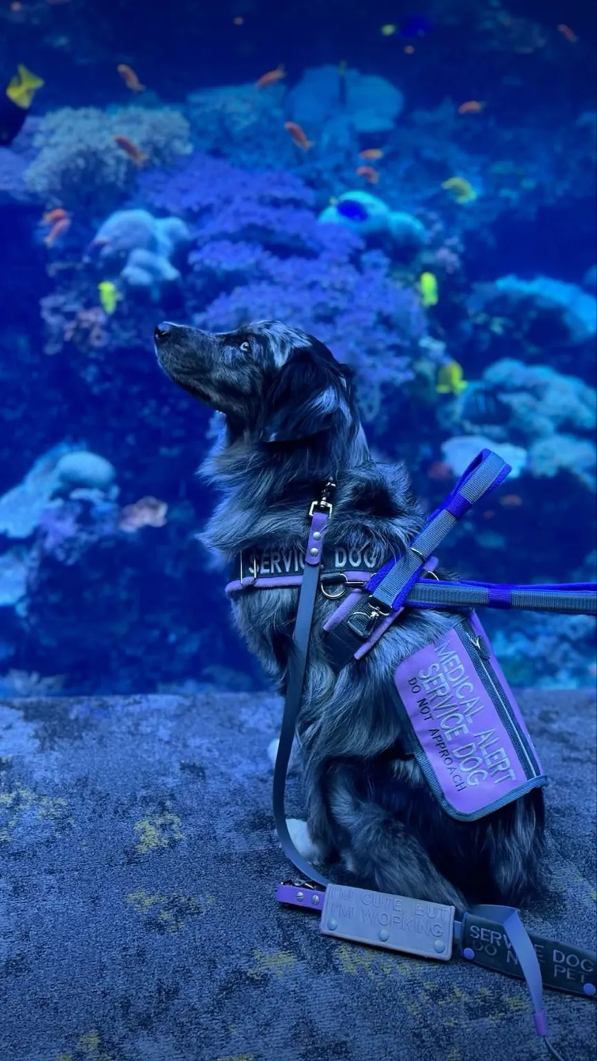 ai character: Service dog background