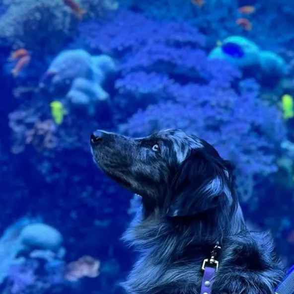 chat with ai character: Service dog