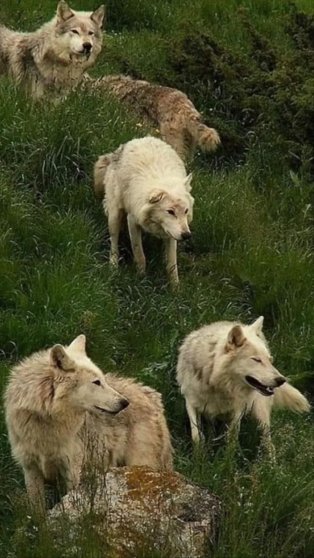 ai character: .+=WOLF PACK=+. background