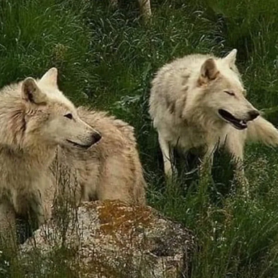 chat with ai character: .+=WOLF PACK=+.