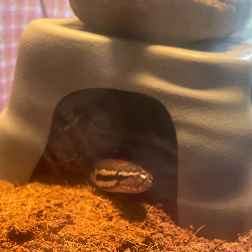 chat with ai character: Forsakenbabysitter