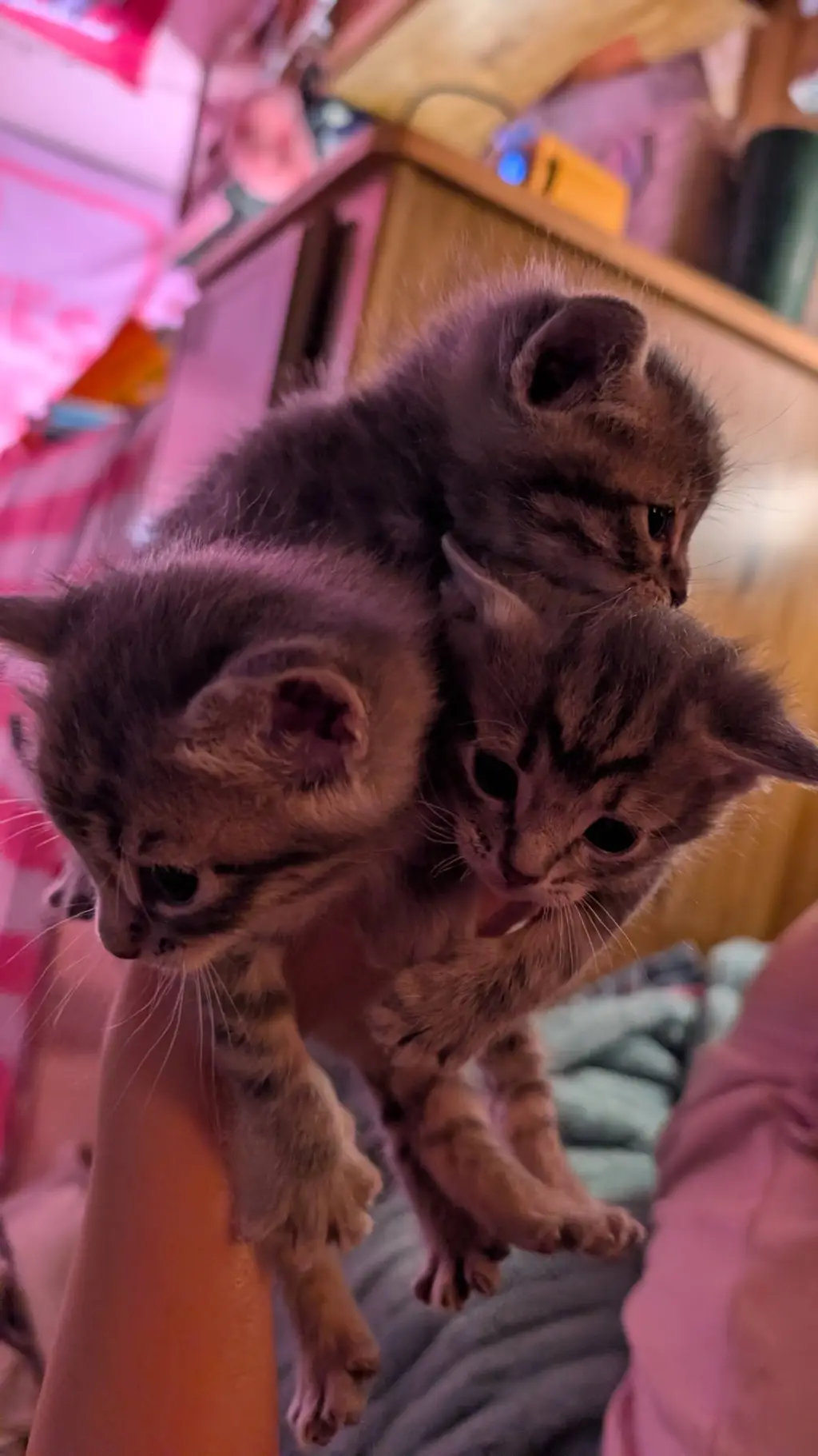 ai character: the 3 kats background