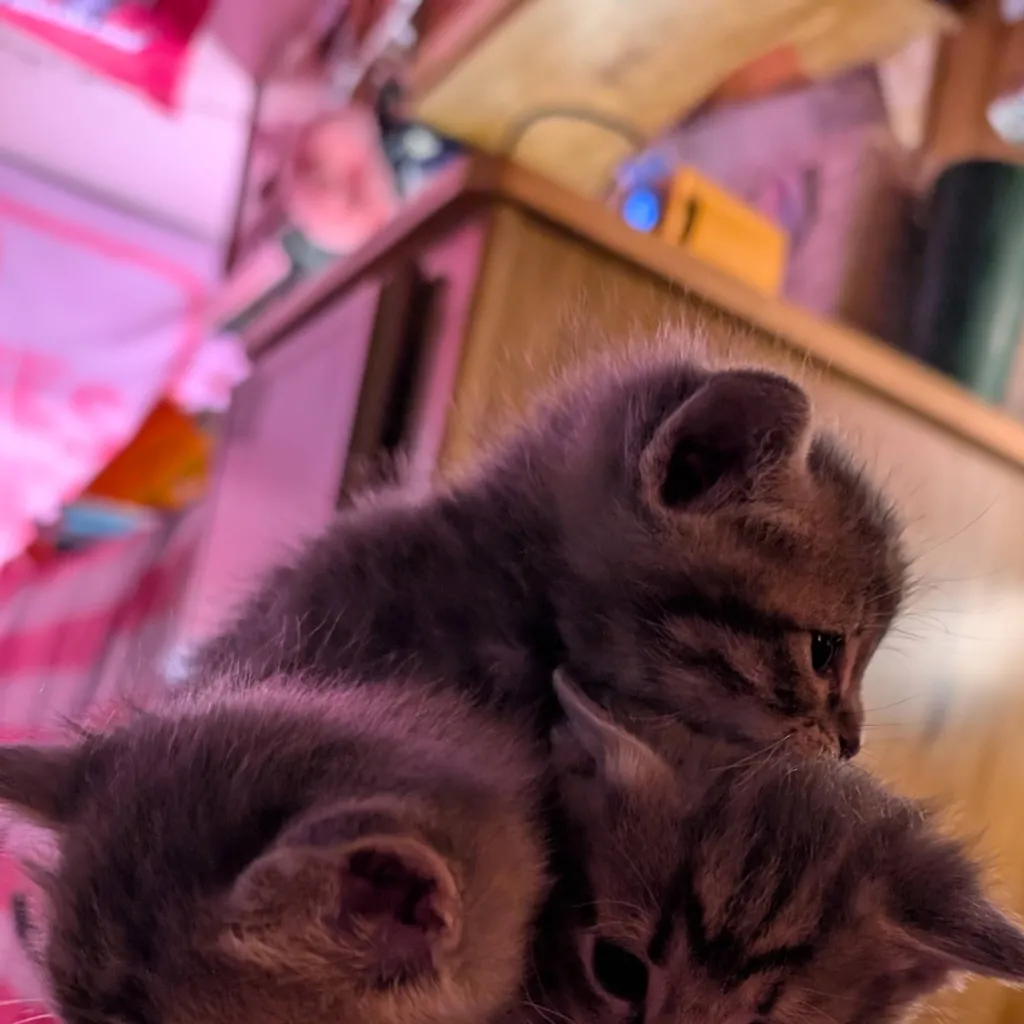 chat with ai character: the 3 kats