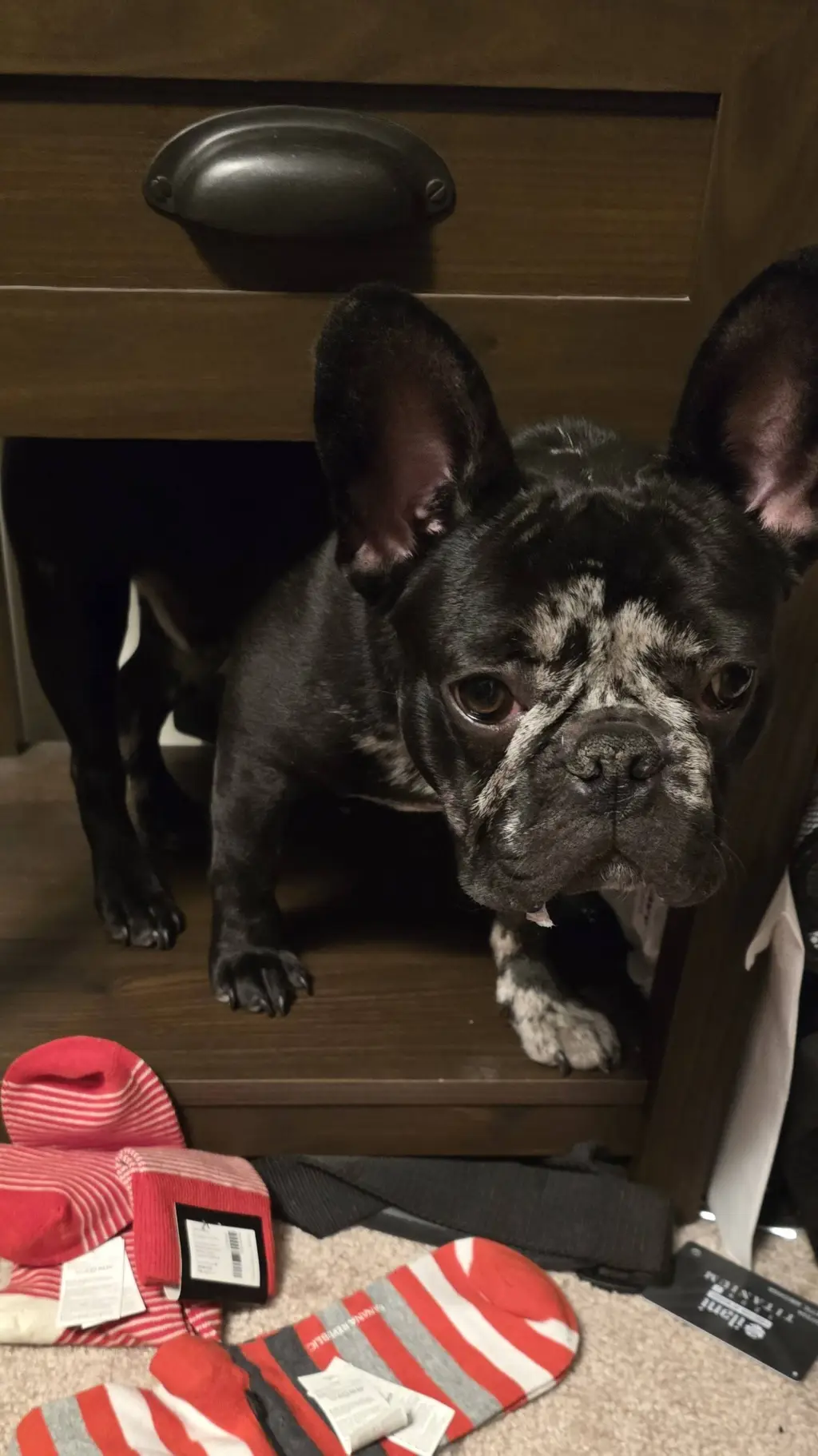 ai character: fpe x sonic background