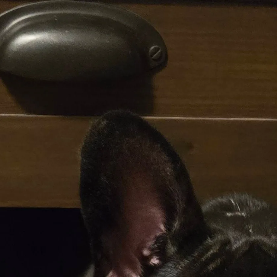 chat with ai character: fpe x sonic