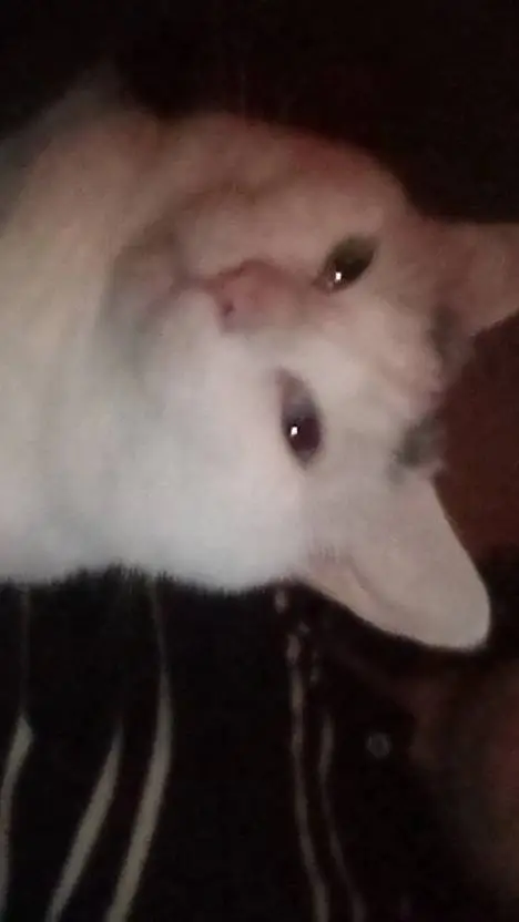 ai character: whitey background