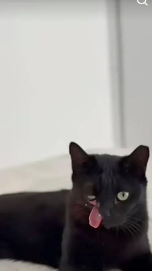 ai character: raven  background