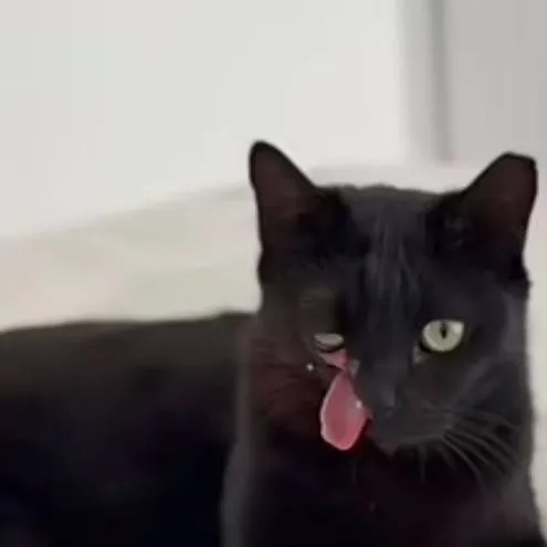 chat with ai character: raven 