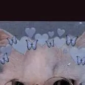 chat with ai character: preppy cat