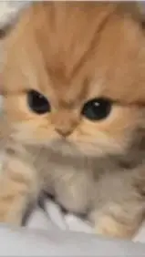 ai character: gato bebé background