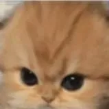 chat with ai character: gato bebé