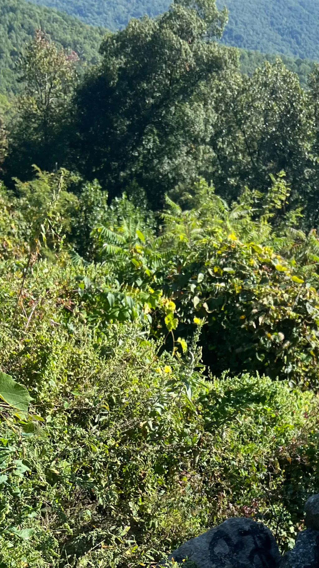 ai character: Denver background