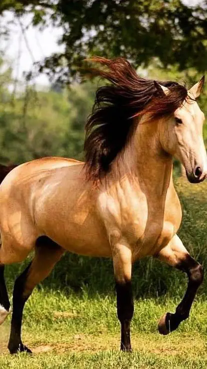 ai character: caballo background