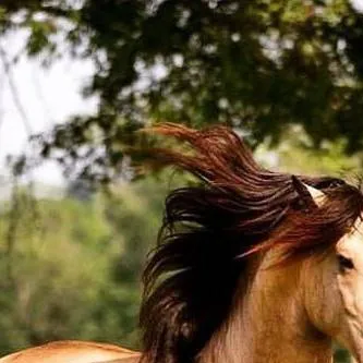 chat with ai character: caballo