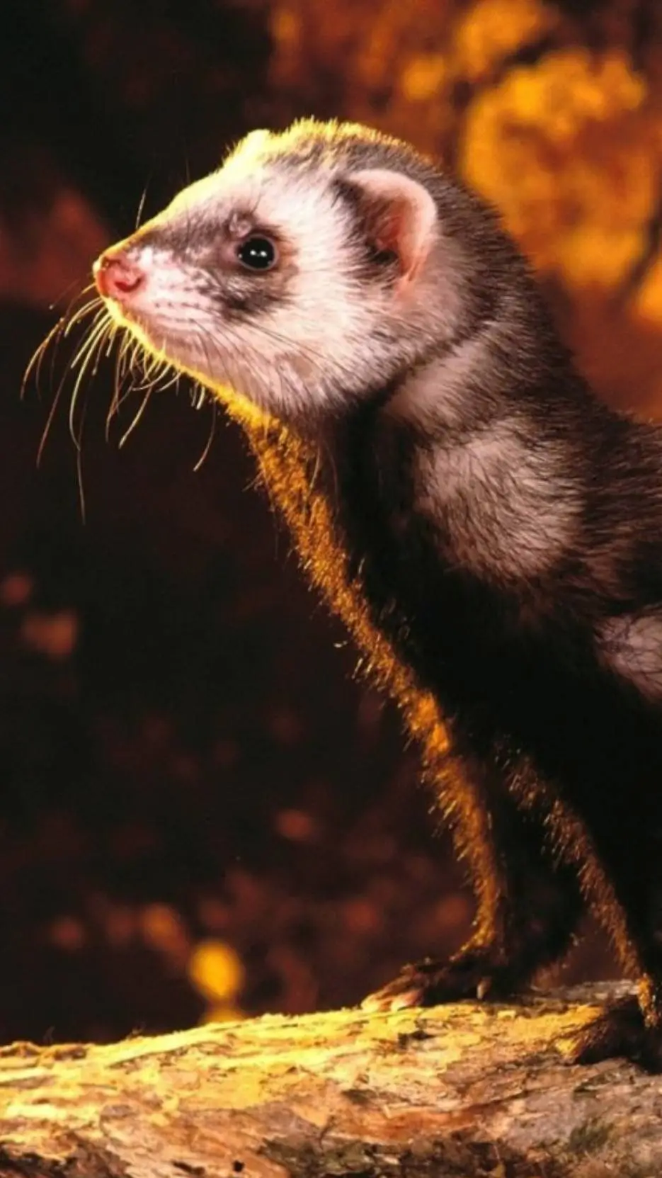 ai character: hopefull ferret background