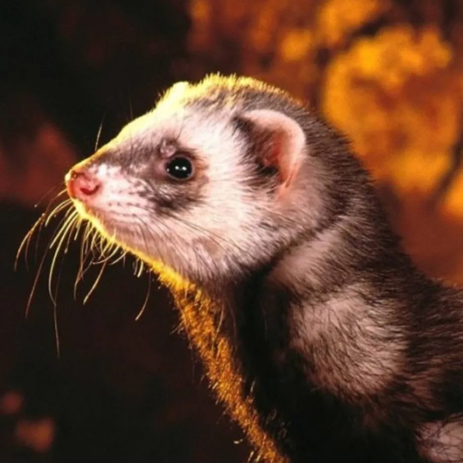 chat with ai character: hopefull ferret