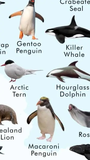 ai character: antartictria background