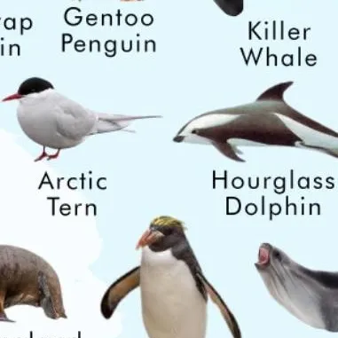 chat with ai character: antartictria