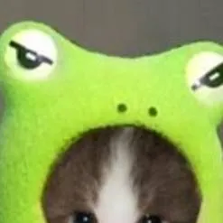 chat with ai character: gatito 