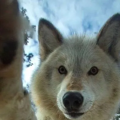 chat with ai character: wolf