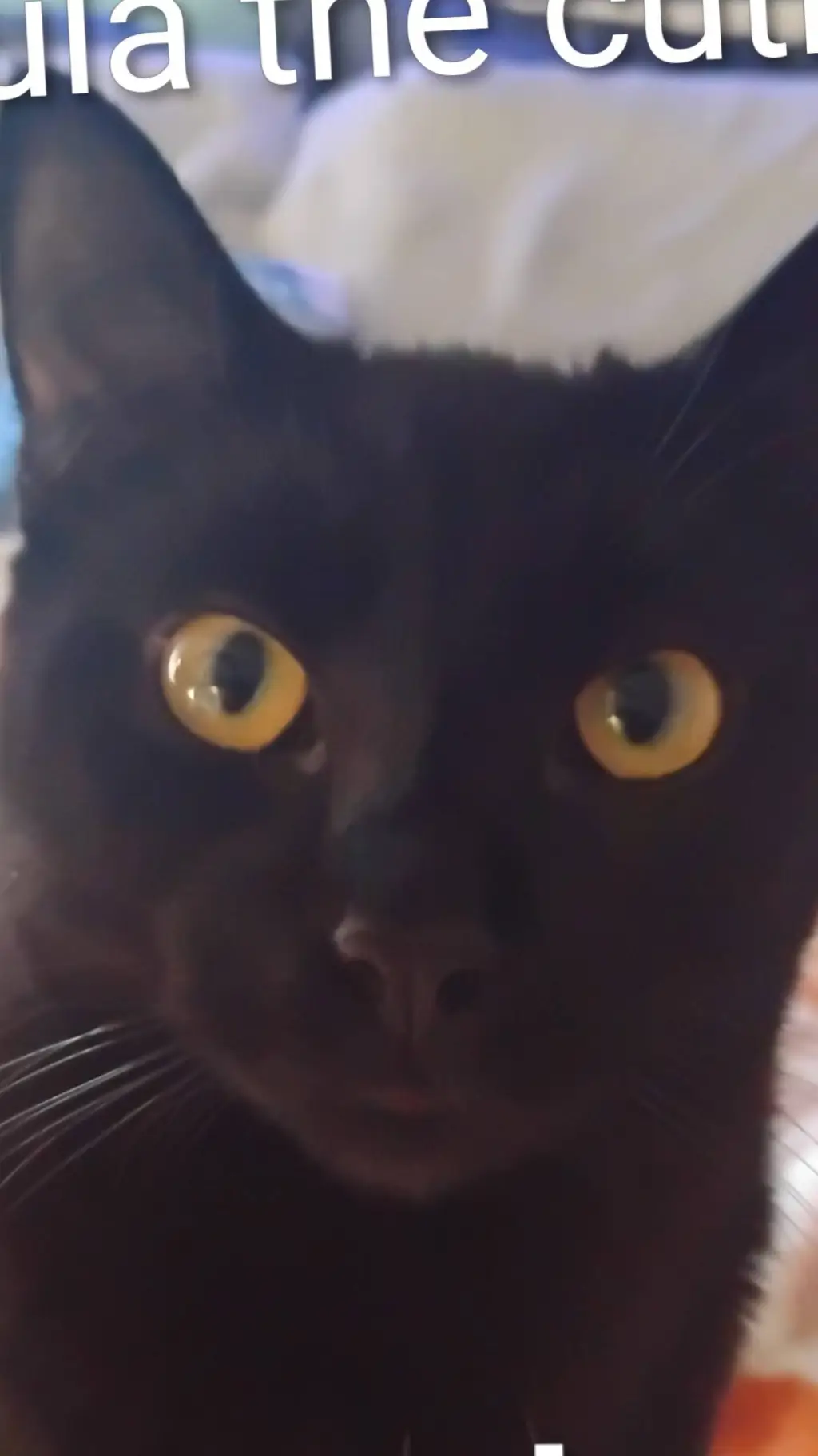 ai character: Zoë(my cousin) background