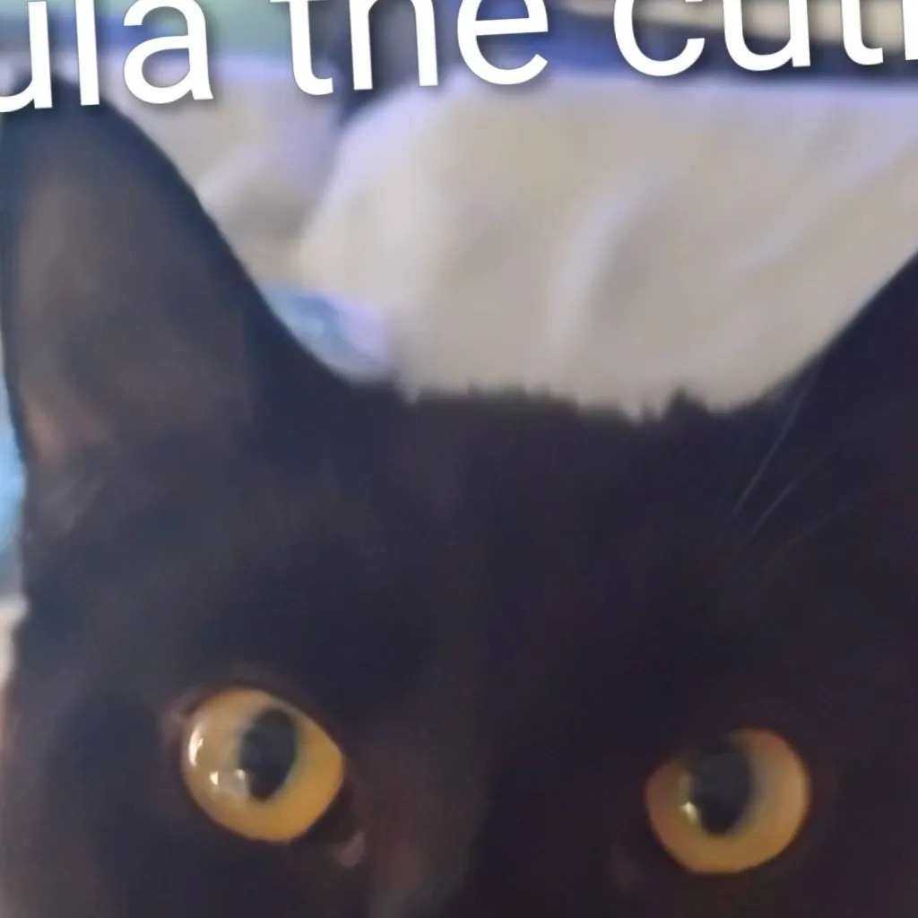 chat with ai character: Zoë(my cousin)