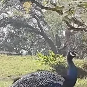 chat with ai character: Ranon(Abbysfriend)