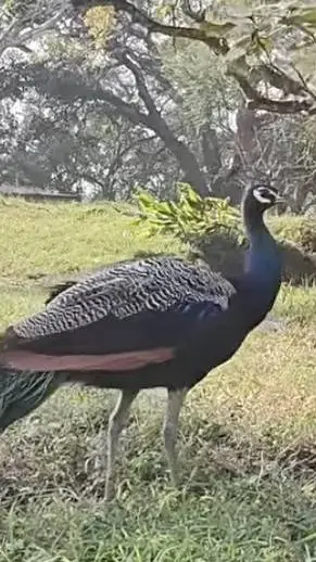 ai character: Ranon(Abbysfriend) background