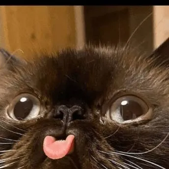 chat with ai character: Just a cat🤨🤨🤨🤨🤨🤨🤨🤨