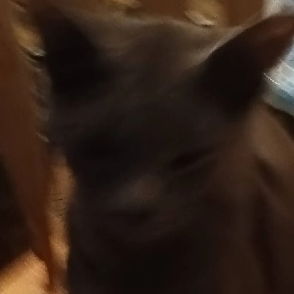chat with ai character: Sooty