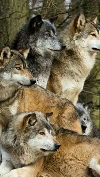 ai character: Your wolf pack! background