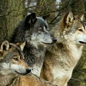 chat with ai character: Your wolf pack!