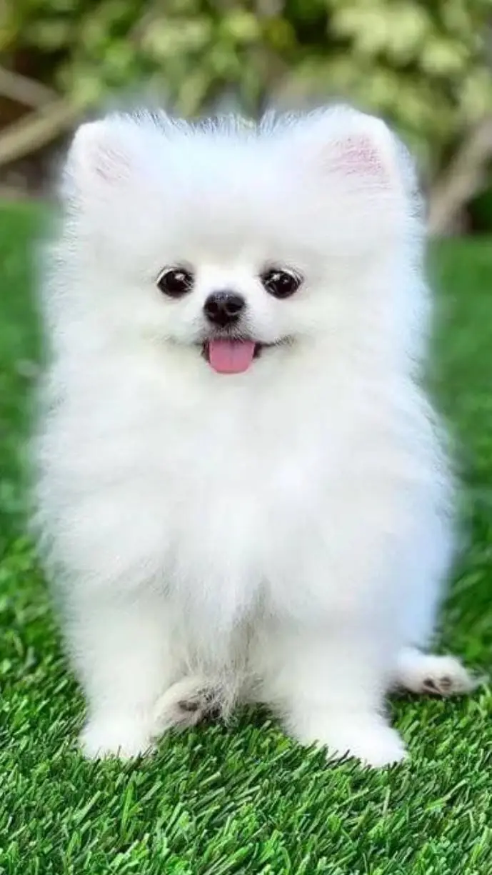 Talkie AI - Chat with lost dog 
