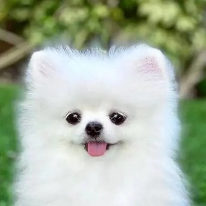 chat with ai character: lost dog 
