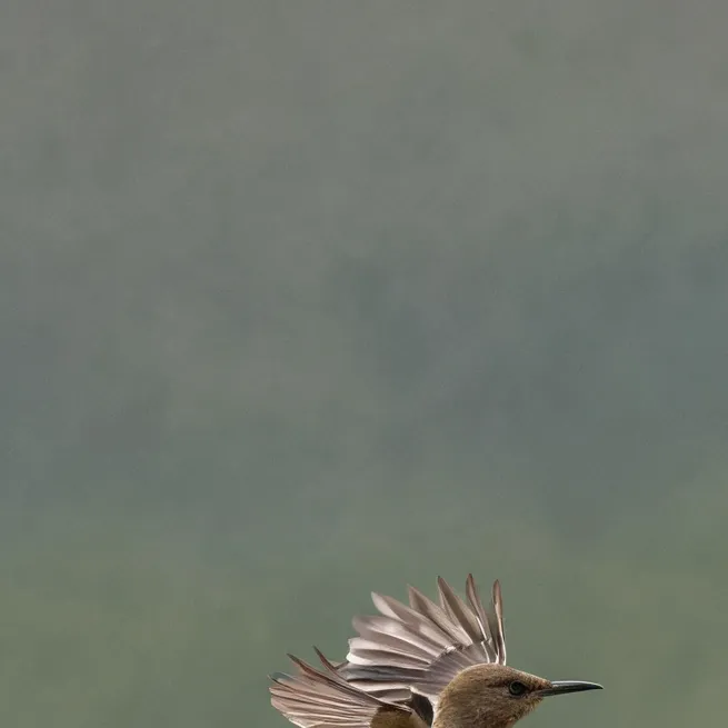 chat with ai character: bird simulator 