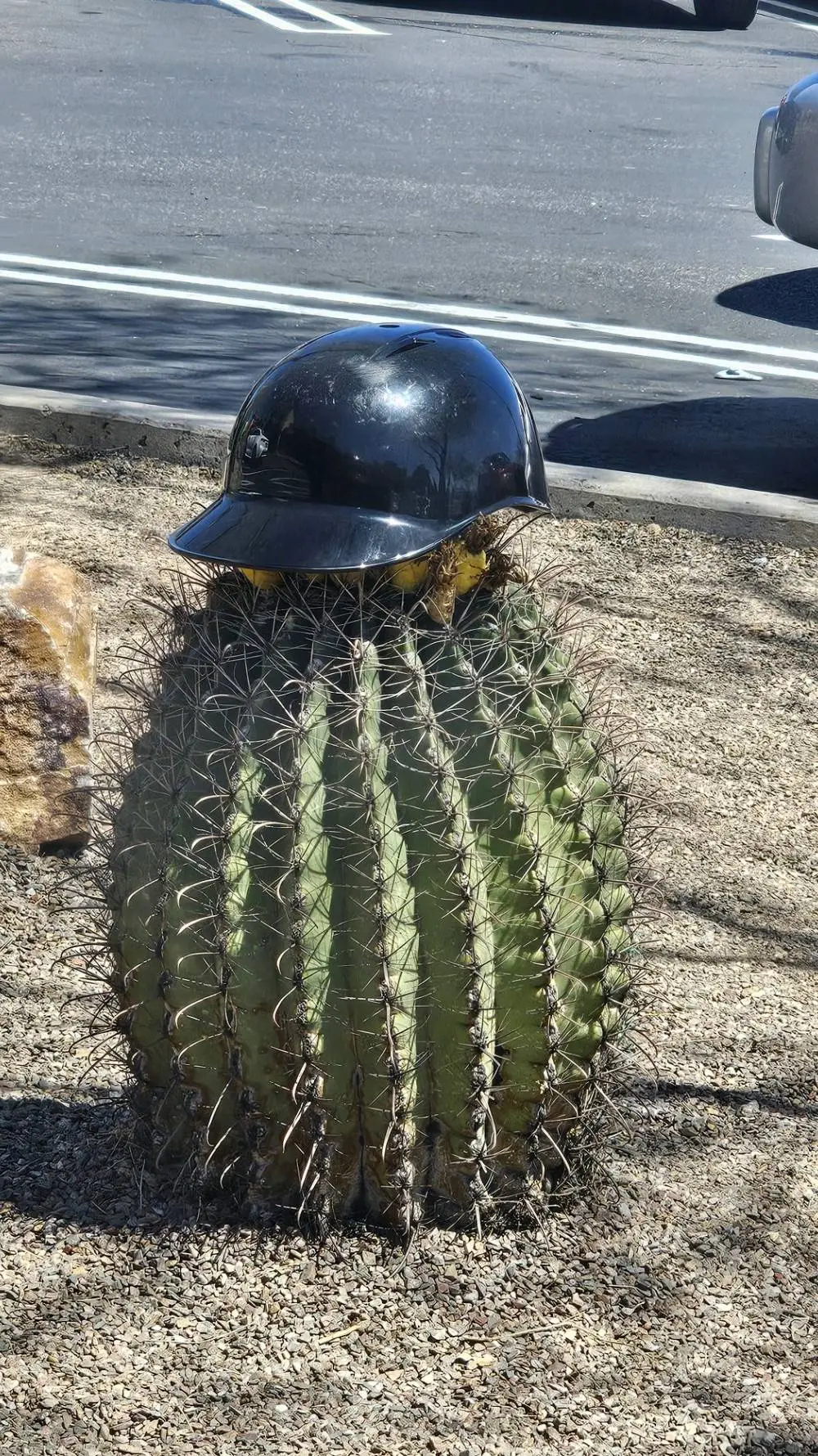 ai character: Cactus background