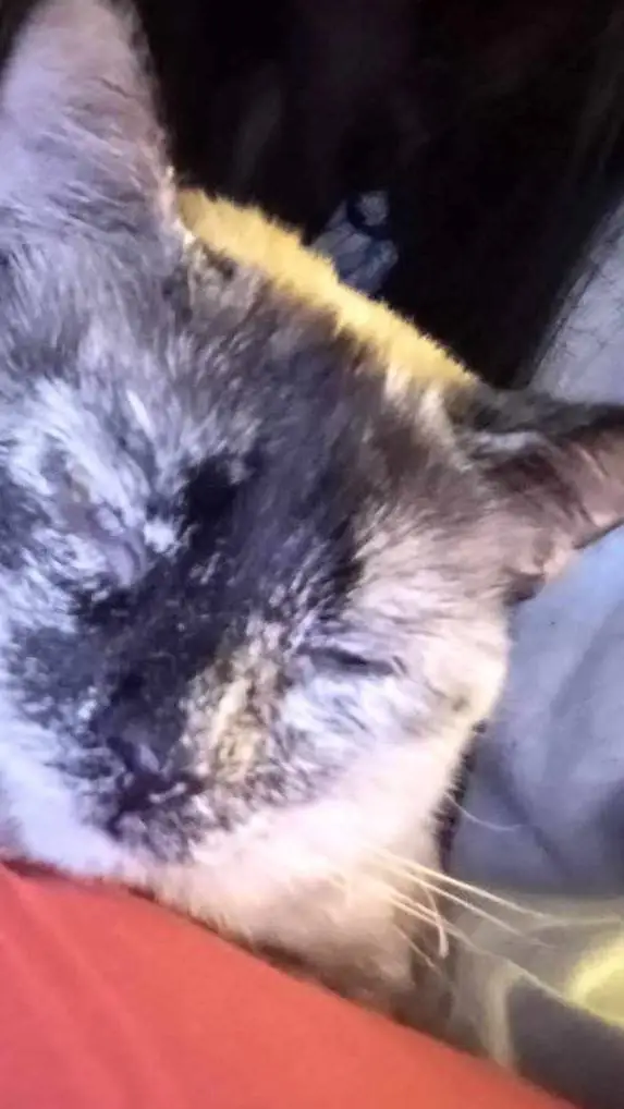 ai character: Bobo background