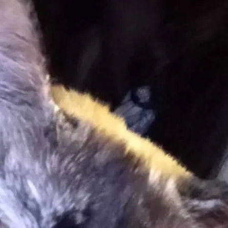 chat with ai character: Bobo