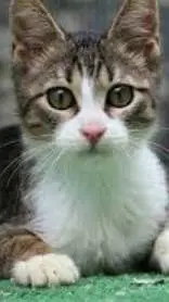 ai character: cat background