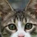 chat with ai character: cat