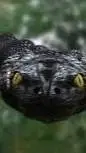 ai character: Murdoch anaconda  background