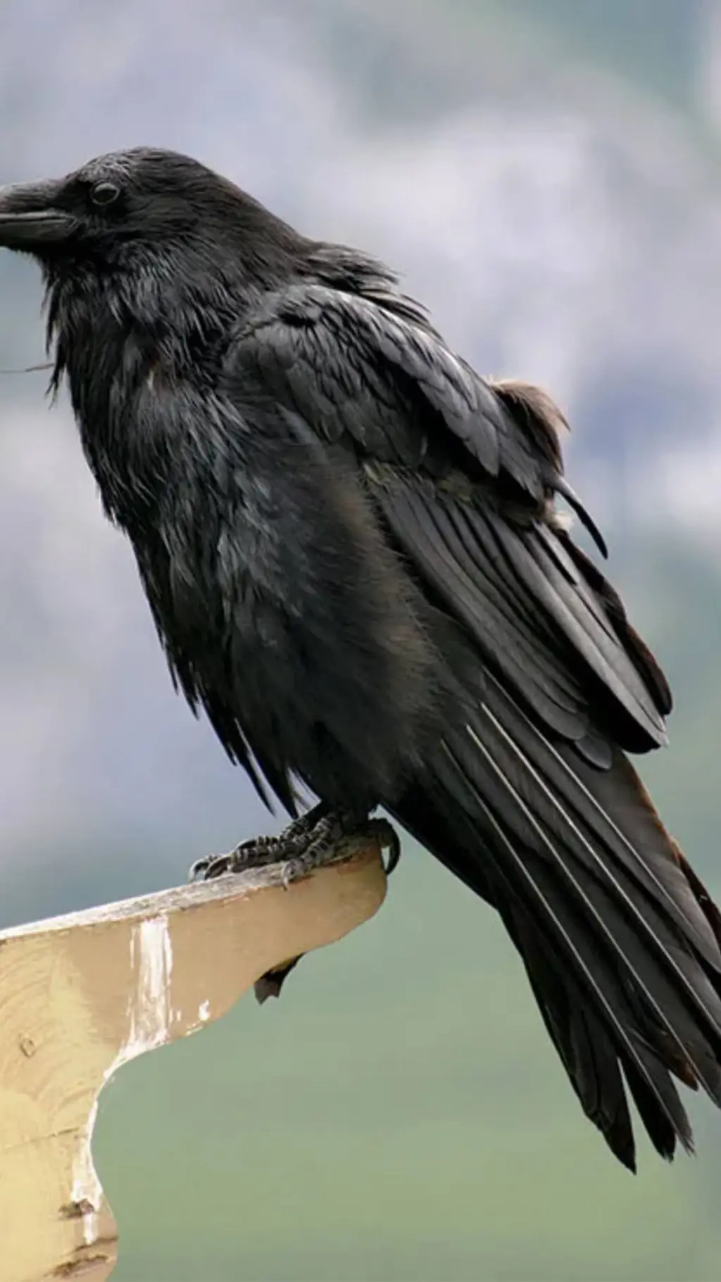 ai character: bird stop background