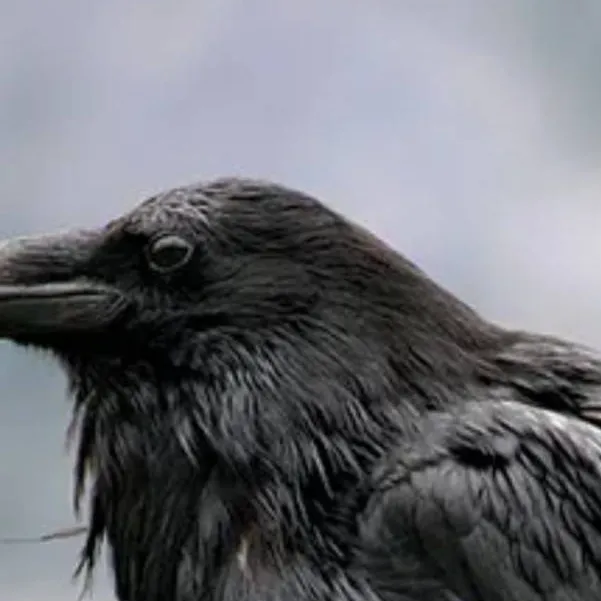 chat with ai character: bird stop