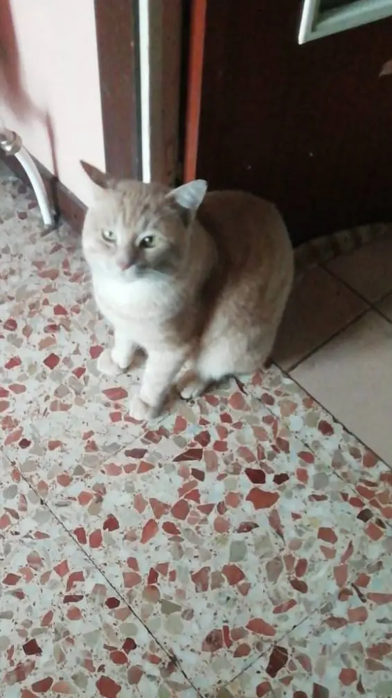 ai character: Bonifacio background