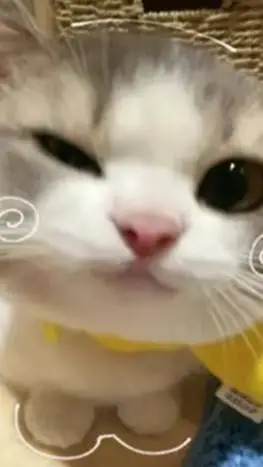 ai character: kitty background