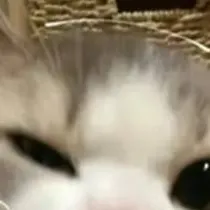 chat with ai character: kitty